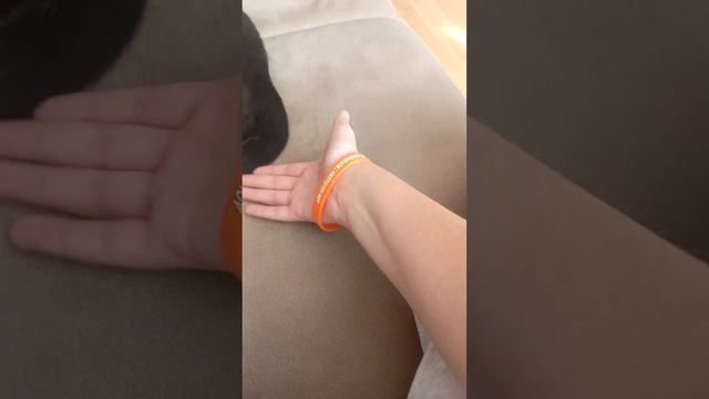 обзор на кошку. много ест? любит хозяина? смотреть онлайн