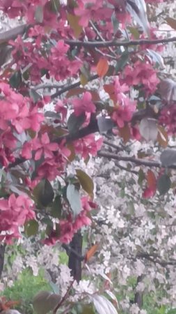 flowers of the Apple's trees 🌺🌺🌺  яблонив цвету,весна