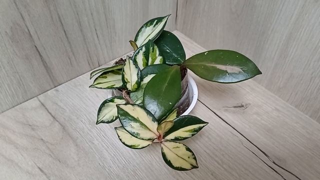 Хойи🌿 Февраль'25❄️Полный обзор моей коллекции☘️❤️