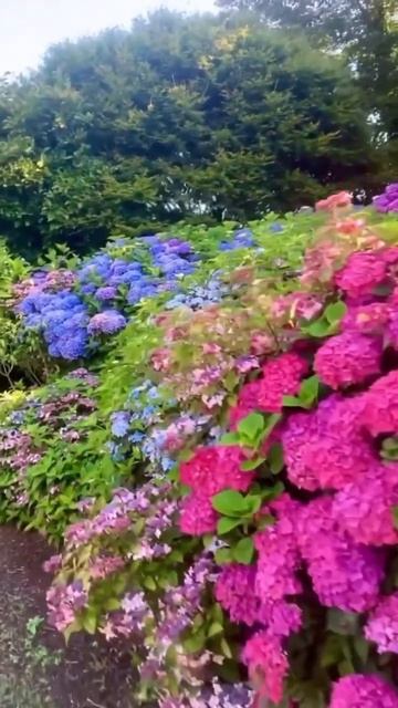 Magical hydrangeas #france#park #jardin#hortensia #гортензія #шортс #гортензи смотреть онлайн