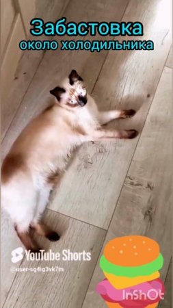 Забастовка🐱около😂холодильника #смешныекоты #видосыоткота #shorts #cats #прикольныекоты