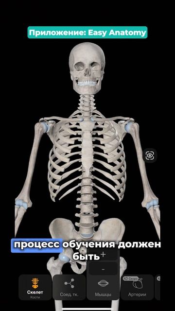 Как выучить анатомию? Обзор приложения Easy Anatomy | 3D Атла?
