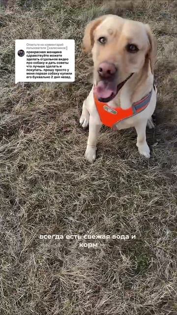 Кроме хорошего вкуса данный корм имеет гипоаллергенн? смотреть онлайн