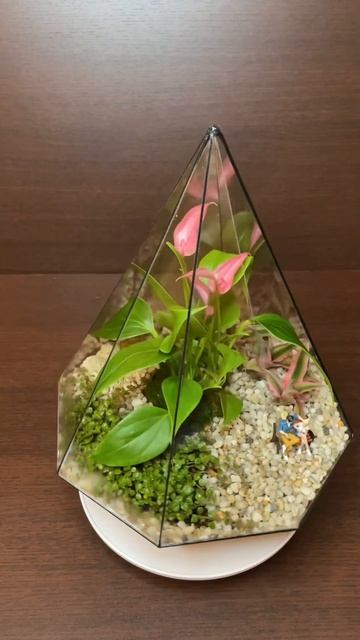 Фдорариум с цветущим антуриумом #растения #флорариум # смотреть онлайн