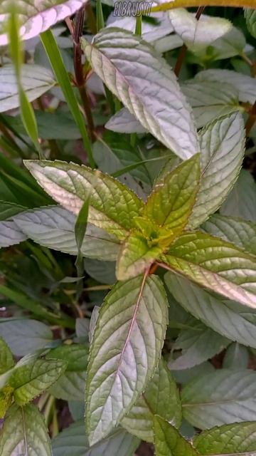 КАРАМЕЛЬНАЯ МЯТАсадиогород многолетники  ароматыве