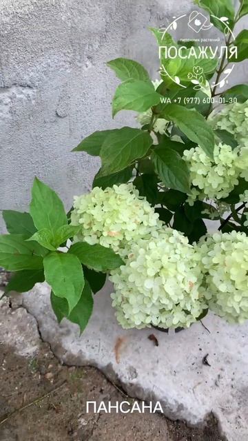 ГОРТЕНЗИЯ МЕТЕЛЬЧАТАЯ СЕРИИ PAN - ПАНСАНА. Начало цвете? смотреть онлайн