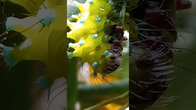 КАК ВЫКОРМИТЬ 🐛ГУСЕНИЦУ БОЛЬШОЙ 🦋САТУРНИИ, НОЧНОГО ПАВЛИНЬЕГО ГЛАЗА, ДО🦋 БАБОЧКИ? Saturnia pyri.