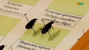 Жук полиграф Уссурийский