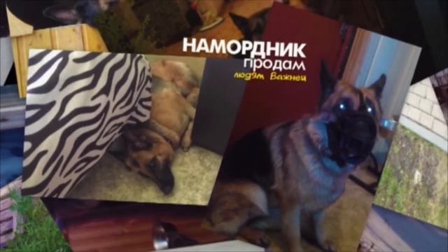 Собака-друг человека. Немецкая овчарка фермера. Хвост? смотреть онлайн