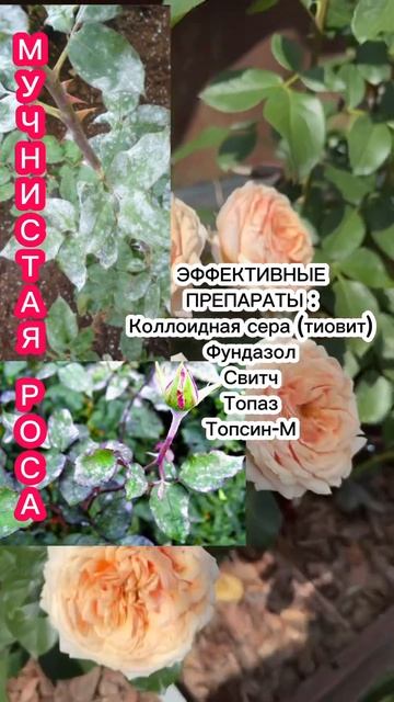 ЧЕМ БОЛЕЮТ МОИ РОЗЫ?