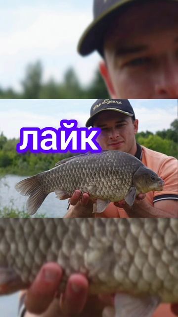 выбери размер карася #fishing #carpfishing #карась #карп #рыбалк? смотреть онлайн