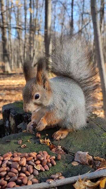 Белочка грызет кедровые орешки смотреть онлайн