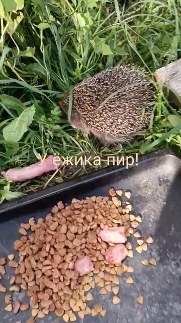 Как оказалось, ёжики - плотоядные животные, едят много