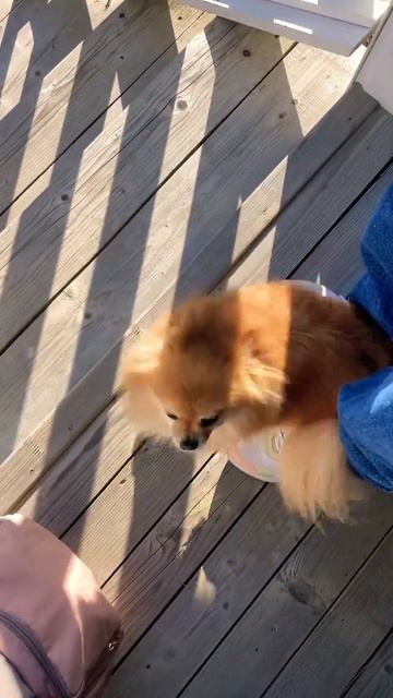 ВЕСЕЛАЯ СОБАЧКА 🐶 #собака #милая #соседи #дом #загород смотреть онлайн