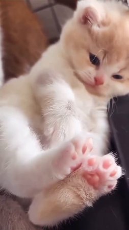 Уютного вечера
#котики