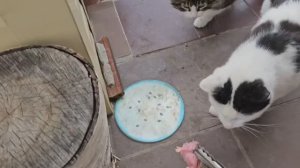 МАДАМ ЕНОТ И БЫЧКОВСКИЙ, ТЕПЕРЬ 1:1 СЧЕТ СРАВНЯЛСЯ