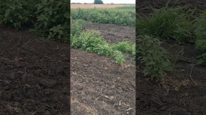 Выращивание малины сорта Пингвин, Харитеч, Полька