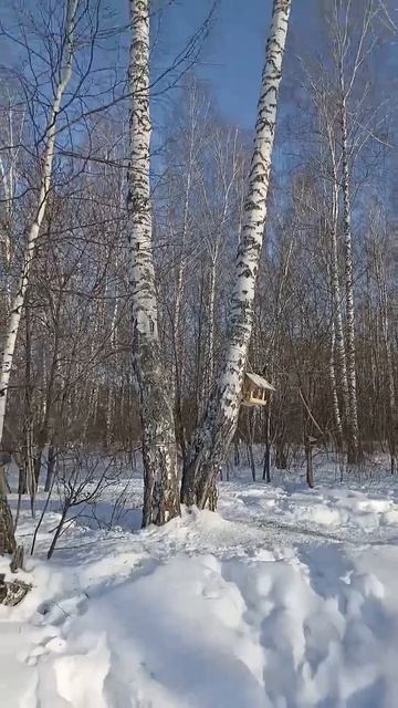 От чего так в России берёзы шумят? смотреть онлайн