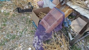 Процесс обработки чеснока перед продажей #shorts