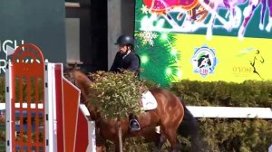 Ot sporti. Jahon Kubogiga tayyorgarlik.  Конный спорт. Equestrian