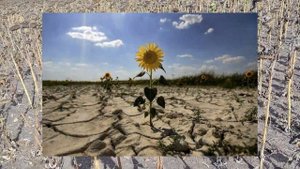 Уборка подсолнечника Кречет | Часть 2 | 13/09/2024