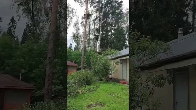 Арбористика. Удаление большой берёзы ❗🪓🦧 #арборист? смотреть онлайн