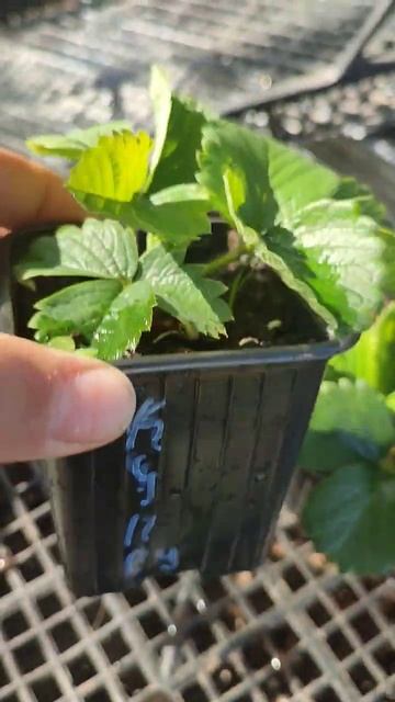 Рассада клубники * Купец, Джусси, Сирия* тел. 89038367533 смотреть онлайн