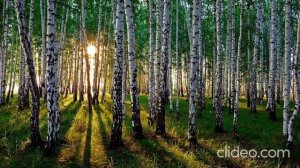 Шансон Леха2стакана - Берёзы