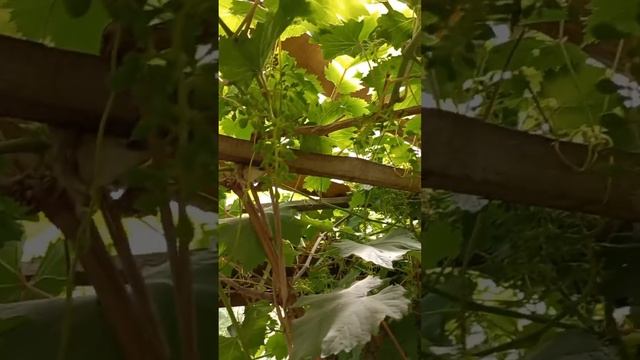 Первые ягоды #виноград растет смотреть онлайн