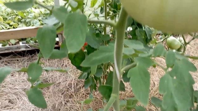 Обзор теплицы на 17 августа смотреть онлайн