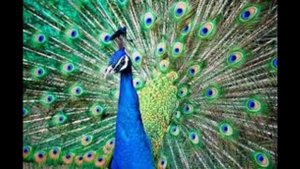 Есть много дорог и много путей. Христианская песня