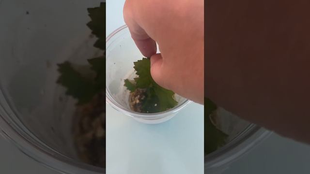 Самый простой и надежный способ укоренения бегонии смотреть онлайн