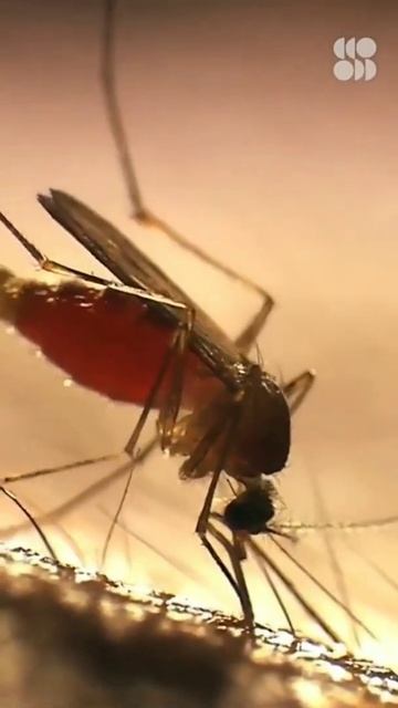 Комары могут пить крови в 2-3 раза больше своего веса😱? смотреть онлайн
