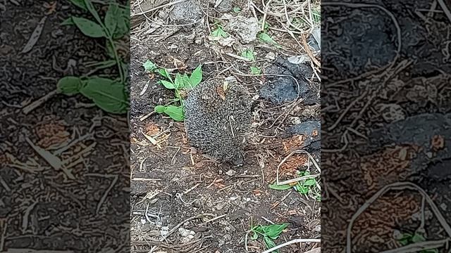 МОИ ПИТОМЦЫ