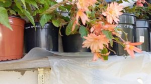 Бегония Шансон Тёмно красная