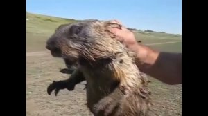 Жесть!!!  Реакция Животных на Лабутены ))))   Ленинград - экспонат yf kf,entyf[