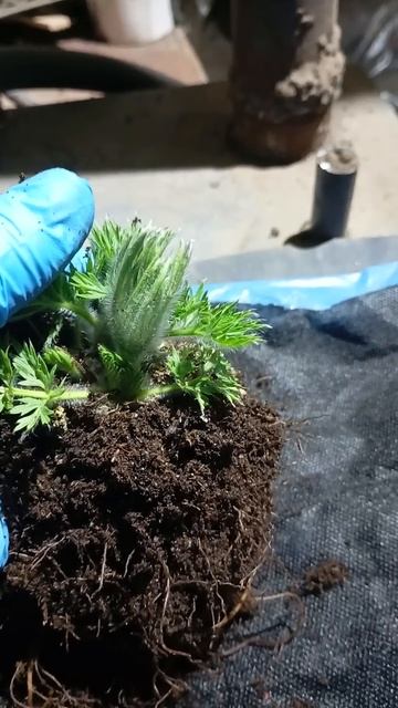Прострел, весенний первоцвет готов к заказу