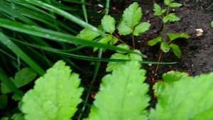 Астильба из семян. Она зацветает в первый год!!!