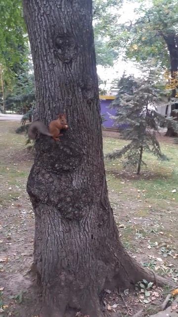 Белочка ест орех из скорлупы на стволе дерева, орех да? смотреть онлайн