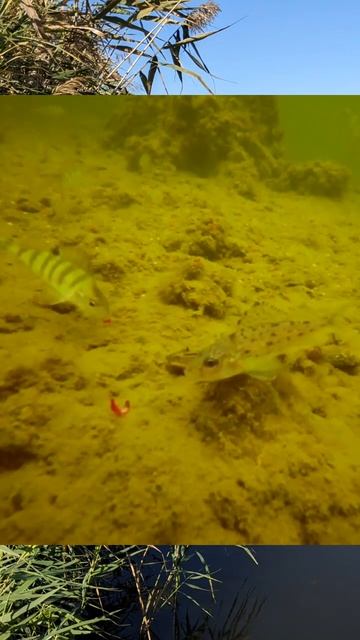 Окунь против ерша - подводная съёмка смотреть онлайн