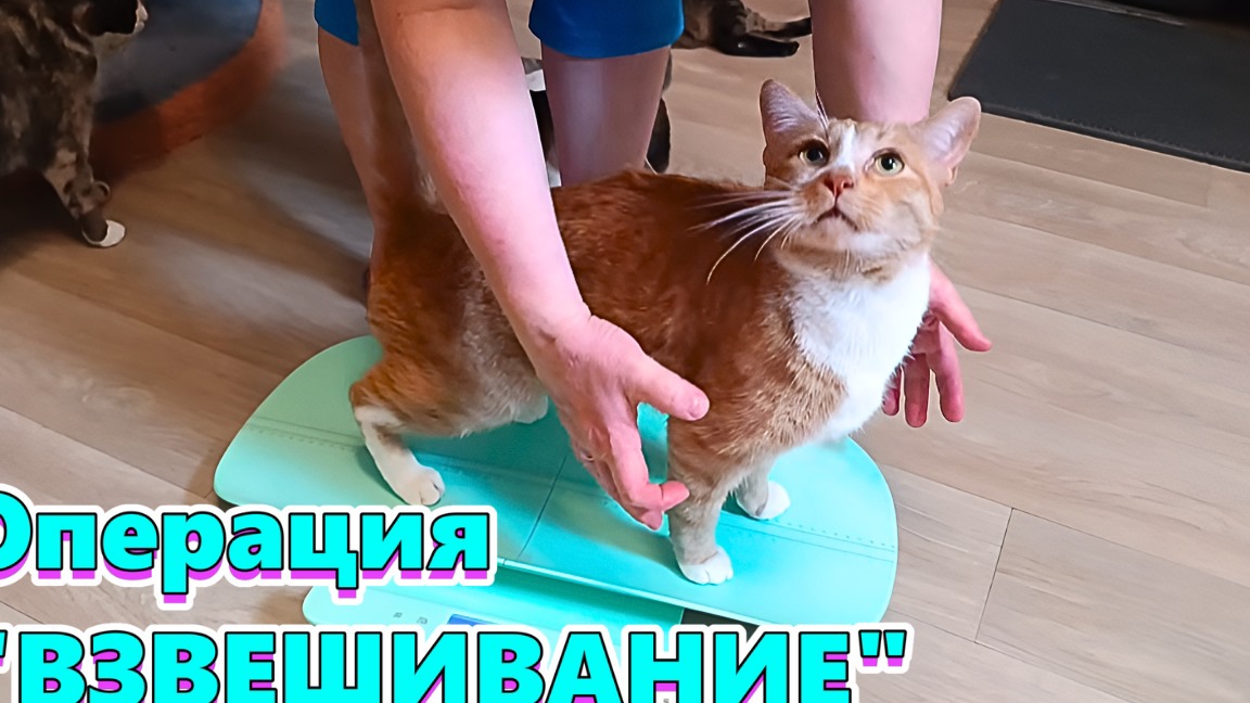 Операция "ВЗВЕШИВАНИЕ".