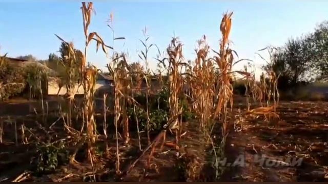 Помидор хушк шуд биогумус чи таьсир расонд то охир там смотреть онлайн