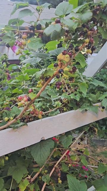 Очень много Чёрной СМОРОДИНЫ в этом году. смотреть онлайн