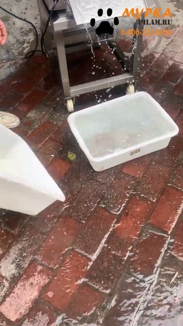 Мурка Станок для нарезки колец кальмара FGB-118 купить на смотреть онлайн