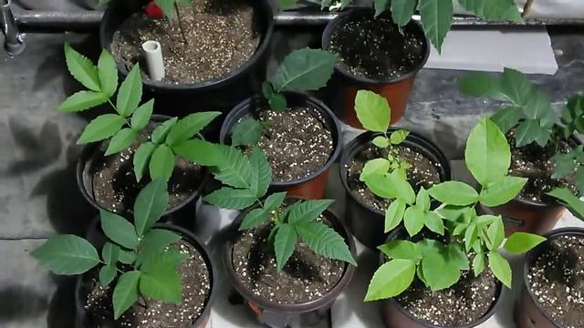 15 марта, Черный грецкий (посадка 26 февраль) смотреть онлайн