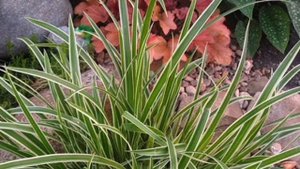 ✨🌾ОСОКА МОРРОУ VARIEGATA  В МОЄМУ САДКУ.ОПИС І ХАРАКТЕРИС