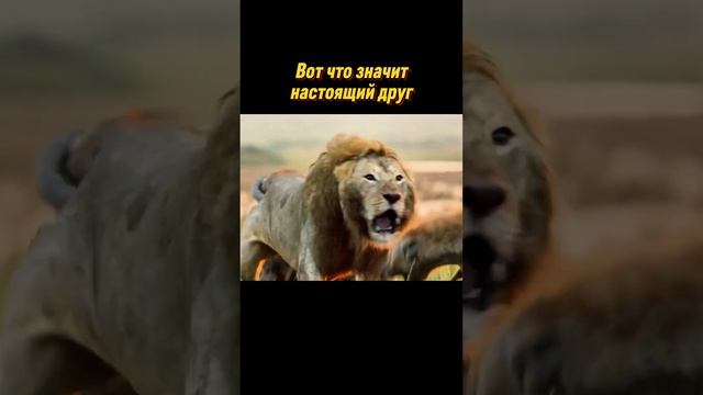 Настоящий друг. The best movies and TV series смотреть онлайн