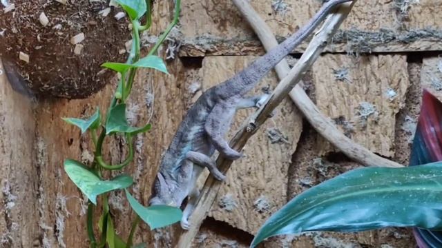 🦎 Пантерный хамелеон (лат. Furcifer pardalis) — вид ящериц из семейства хамелеонов.