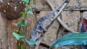 🦎 Пантерный хамелеон (лат. Furcifer pardalis) — вид ящериц из семейства хамелеонов.