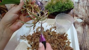 #phalaenopsis Ph.Tzu Chang Sapphire ( peloric) сделаем посадку малыша 🤗🌸?